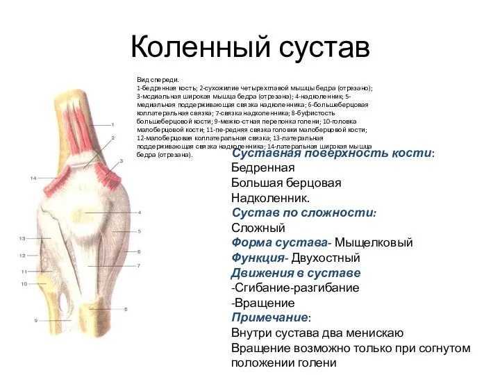 Коленный сустав Вид спереди. 1-бедренная кость; 2-сухожилие четырехглавой мышцы бедра (отрезано); 3-мсдиальная широкая