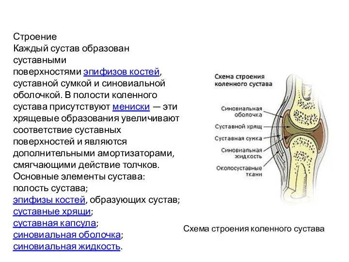 Схема строения коленного сустава Строение Каждый сустав образован суставными поверхностями эпифизов костей, суставной