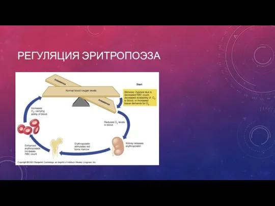 РЕГУЛЯЦИЯ ЭРИТРОПОЭЗА