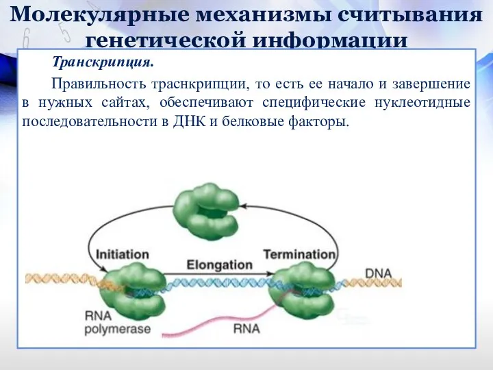 Молекулярные механизмы считывания генетической информации Транскрипция. Правильность траснкрипции, то есть ее начало и