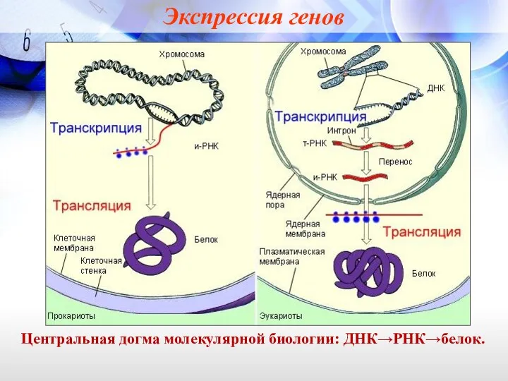 Экспрессия генов Центральная догма молекулярной биологии: ДНК→РНК→белок.