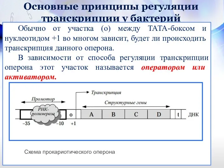 Основные принципы регуляции транскрипции у бактерий Обычно от участка (о) между ТАТА-боксом и