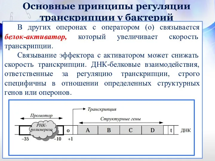 Основные принципы регуляции транскрипции у бактерий В других оперонах с оператором (о) связывается