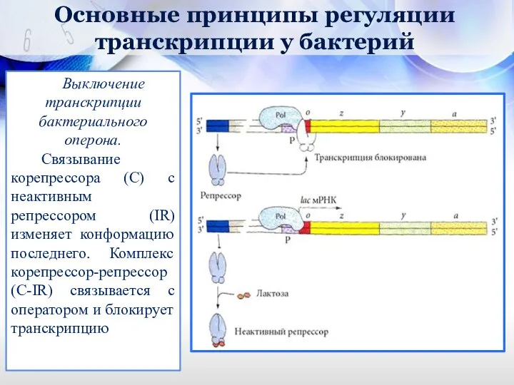 Основные принципы регуляции транскрипции у бактерий Выключение транскрипции бактериального оперона. Связывание корепрессора (С)