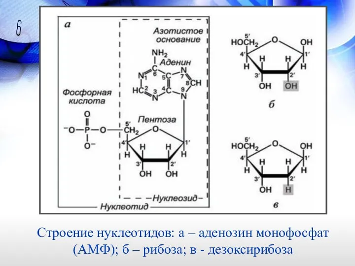 Строение нуклеотидов: а – аденозин монофосфат (АМФ); б – рибоза; в - дезоксирибоза