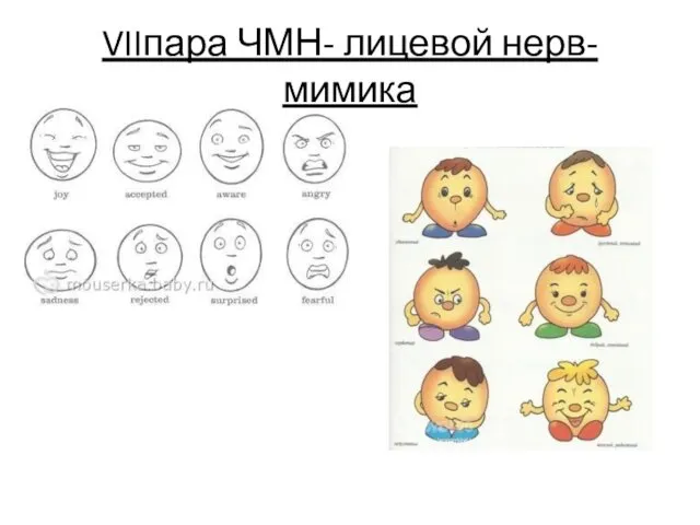 VIIпара ЧМН- лицевой нерв- мимика