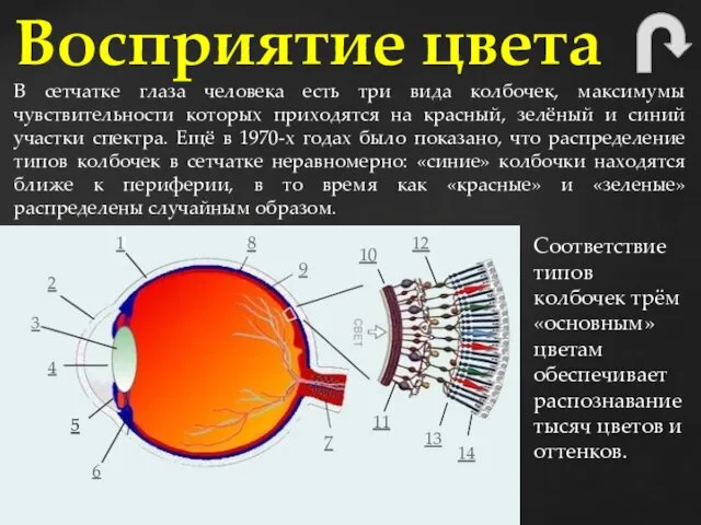В сетчатке глаза человека есть три вида колбочек, максимумы чувствительности