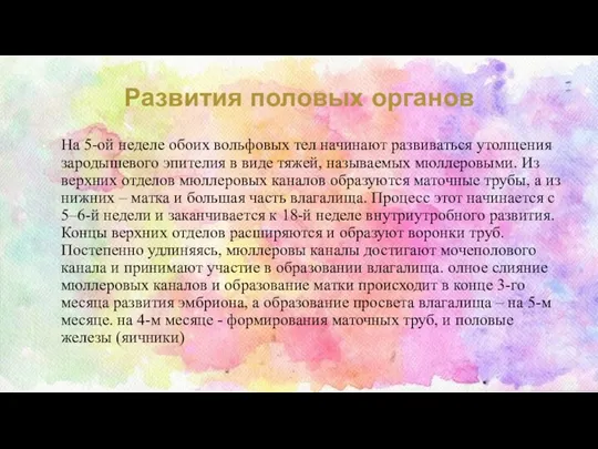 Развития половых органов На 5-ой неделе обоих вольфовых тел начинают