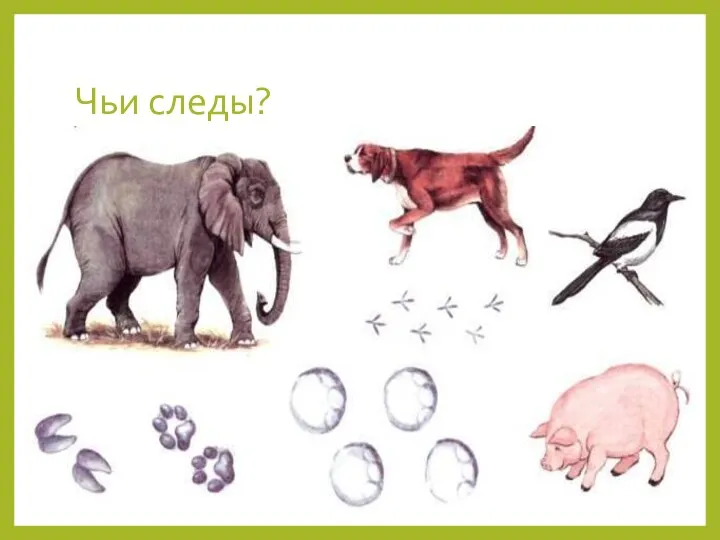 Чьи следы?