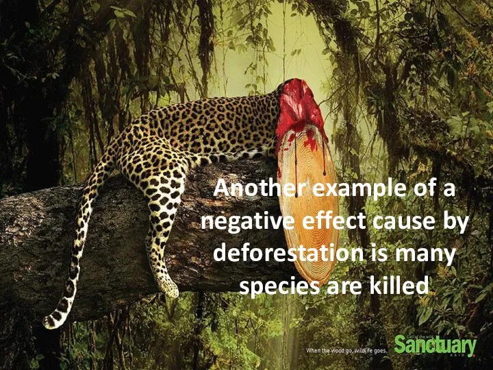 Another example of a negative effect cause by deforestation is many species are killed