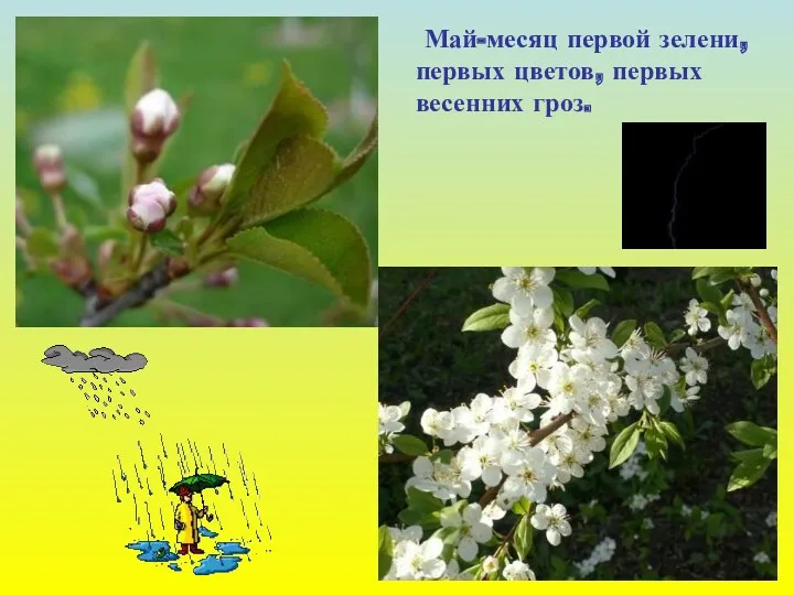 Май-месяц первой зелени, первых цветов, первых весенних гроз.