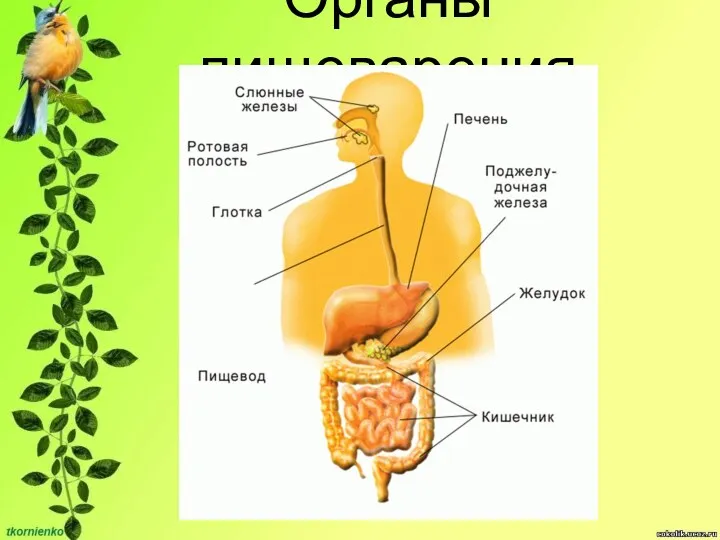 Органы пищеварения