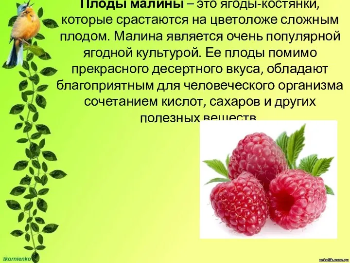 Плоды малины – это ягоды-костянки, которые срастаются на цветоложе сложным плодом. Малина является