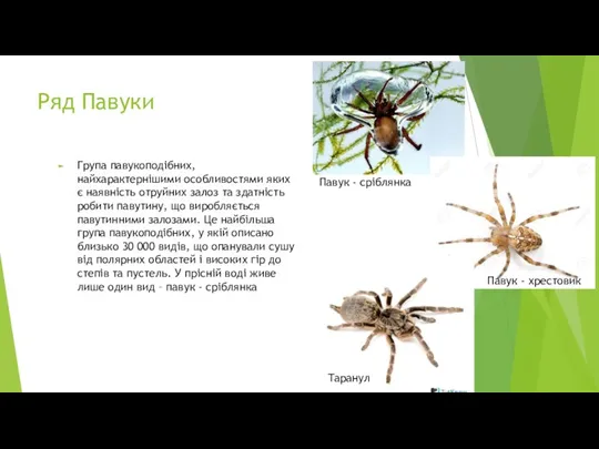 Ряд Павуки Група павукоподібних, найхарактернішими особливостями яких є наявність отруйних залоз та здатність