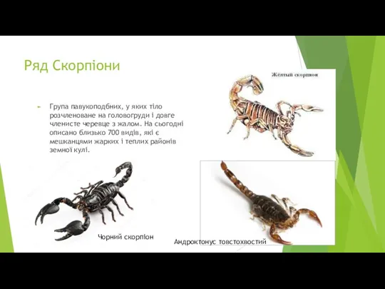 Ряд Скорпіони Група павукоподбних, у яких тіло розчленоване на головогруди і довге членисте