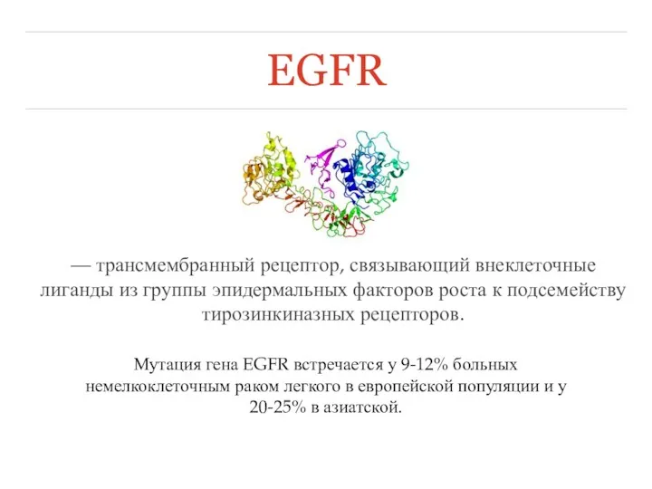 EGFR — трансмембранный рецептор, связывающий внеклеточные лиганды из группы эпидермальных