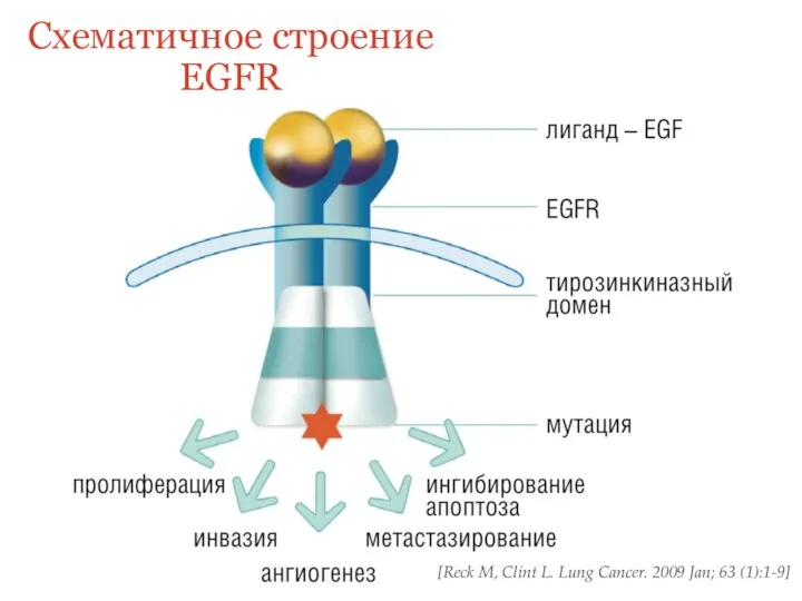 Схематичное строение EGFR [Reck M, Clint L. Lung Cancer. 2009 Jan; 63 (1):1-9]
