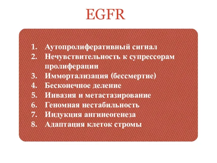 EGFR Аутопролиферативный сигнал Нечувствительность к супрессорам пролиферации Иммортализация (бессмертие) Бесконечное