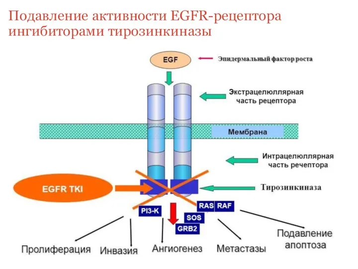 Подавление активности EGFR-рецептора ингибиторами тирозинкиназы