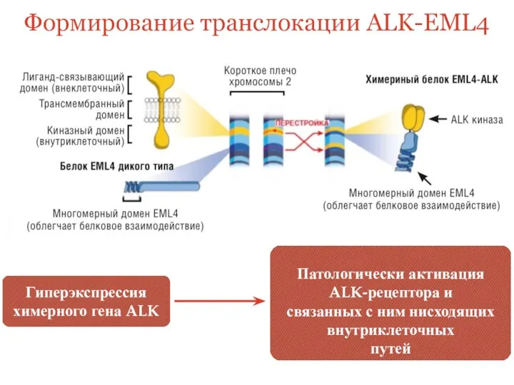 Формирование транслокации ALK-EML4 Гиперэкспрессия химерного гена ALK Патологически активация ALK-рецептора
