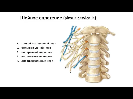 Шейное сплетение (plexus cervicalis) малый затылочный нерв большой ушной нерв поперечный нерв шеи
