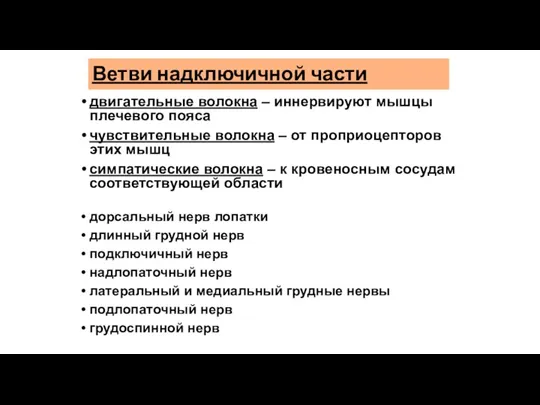 Ветви надключичной части двигательные волокна – иннервируют мышцы плечевого пояса