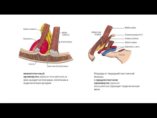 межлестничный промежуток (spatium intercalenum), в нем находятся плечевое сплетение и подключичная артерия. Кпереди