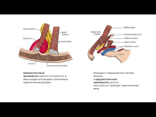 межлестничный промежуток (spatium intercalenum), в нем находятся плечевое сплетение и
