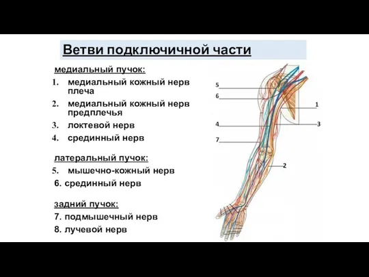 Ветви подключичной части медиальный пучок: медиальный кожный нерв плеча медиальный кожный нерв предплечья