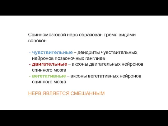 Спинномозговой нерв образован тремя видами волокон чувствительные – дендриты чувствительных