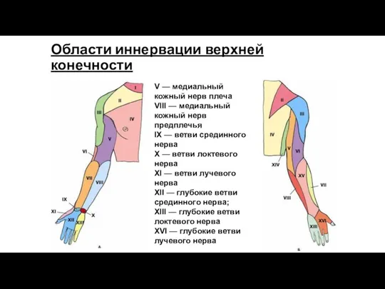 Области иннервации верхней конечности V — медиальный кожный нерв плеча VIII — медиальный
