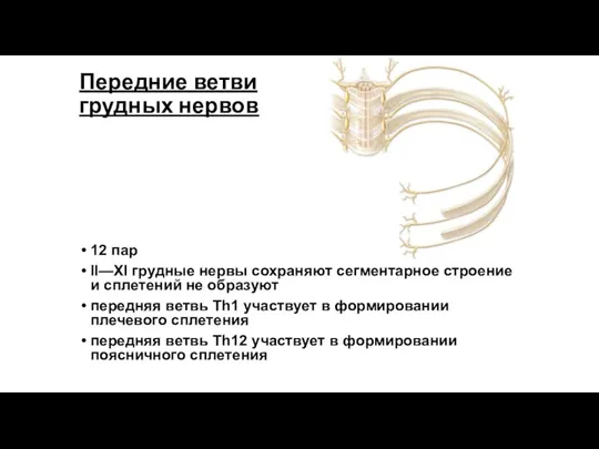 Передние ветви грудных нервов 12 пар II—XI грудные нервы сохраняют сегментарное строение и