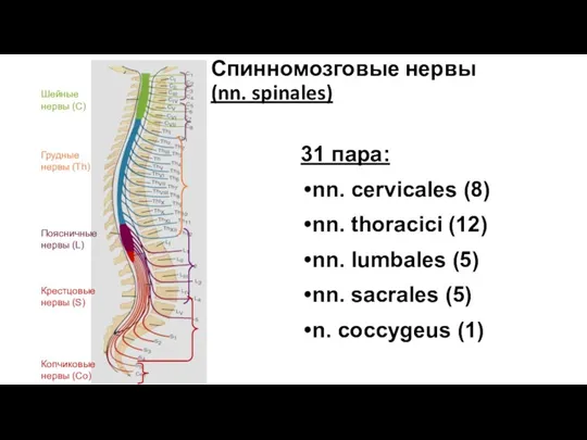 Спинномозговые нервы (nn. spinales) 31 пара: nn. cervicales (8) nn. thoracici (12) nn.