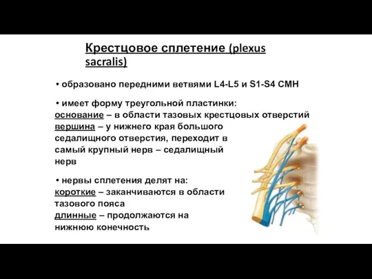 Крестцовое сплетение (plexus sacralis) образовано передними ветвями L4-L5 и S1-S4 СМН имеет форму