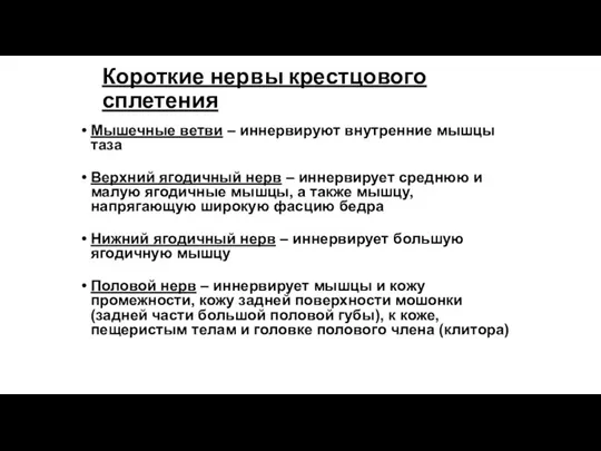 Короткие нервы крестцового сплетения Мышечные ветви – иннервируют внутренние мышцы