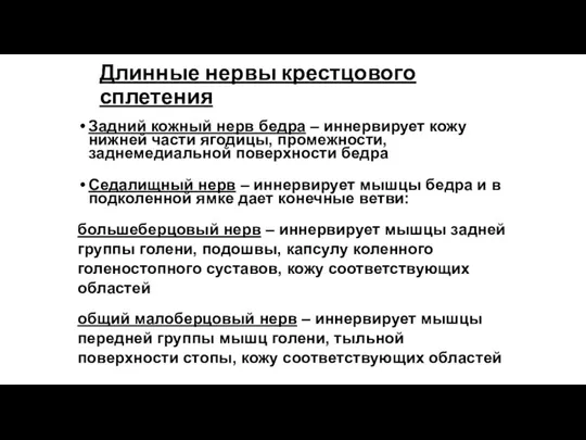 Длинные нервы крестцового сплетения Задний кожный нерв бедра – иннервирует