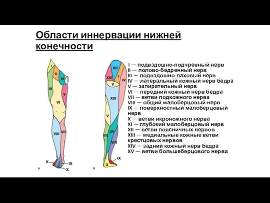 Области иннервации нижней конечности I — подвздошно-подчревный нерв II — полово-бедренный нерв III