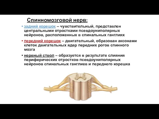 Спинномозговой нерв: задний корешок – чувствительный, представлен центральными отростками псевдоуниполярных