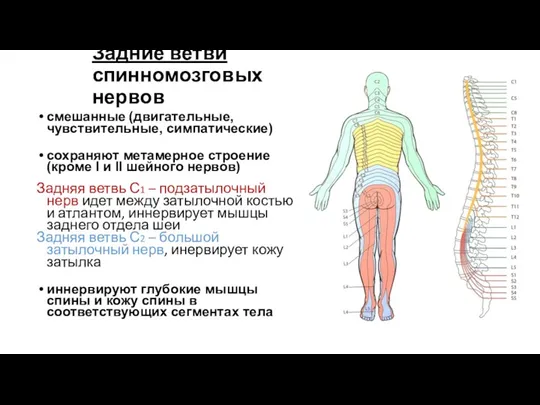 Задние ветви спинномозговых нервов смешанные (двигательные, чувствительные, симпатические) сохраняют метамерное строение (кроме I