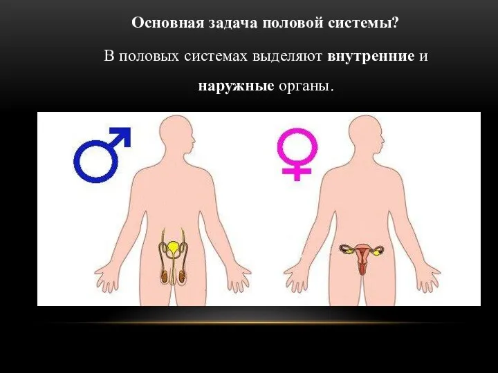 Основная задача половой системы? В половых системах выделяют внутренние и наружные органы.