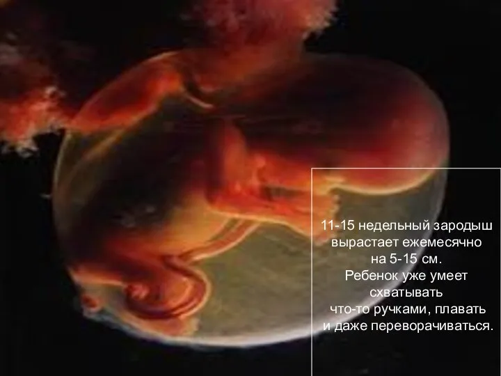 ПЛОД, 16 НЕДЕЛЬ 11-15 недельный зародыш вырастает ежемесячно на 5-15 см. Ребенок уже