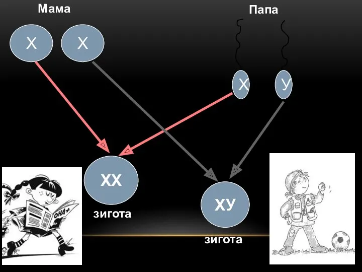 Х У Папа Мама Х Х ХХ ХУ зигота зигота