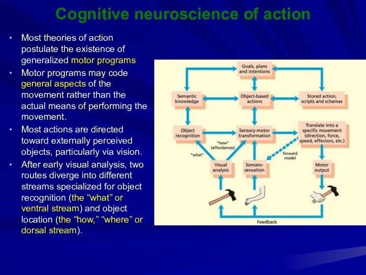 Cognitive neuroscience of action Most theories of action postulate the