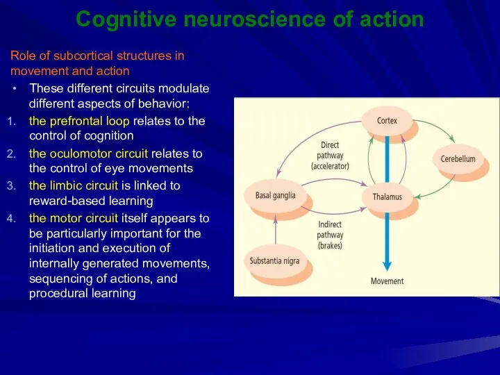 Cognitive neuroscience of action Role of subcortical structures in movement