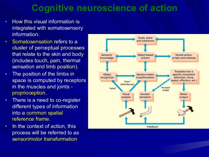 Cognitive neuroscience of action How this visual information is integrated