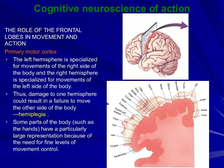 Cognitive neuroscience of action THE ROLE OF THE FRONTAL LOBES
