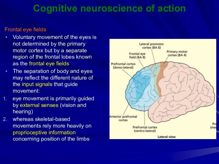 Cognitive neuroscience of action Frontal eye fields Voluntary movement of