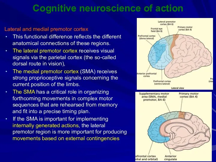 Cognitive neuroscience of action Lateral and medial premotor cortex This