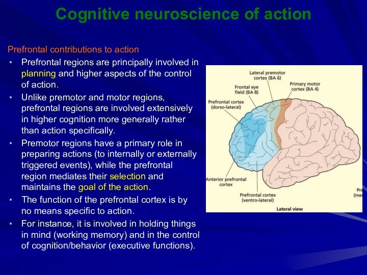 Cognitive neuroscience of action Prefrontal contributions to action Prefrontal regions