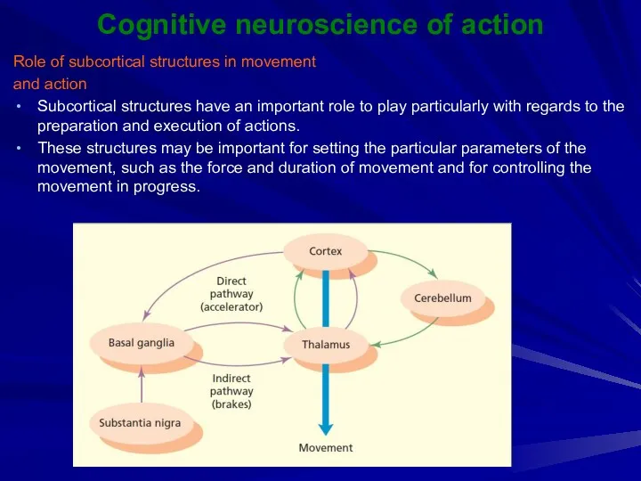 Cognitive neuroscience of action Role of subcortical structures in movement